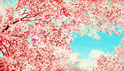 ayanime:  Tamako Market Scenery | Cherry Blossoms      