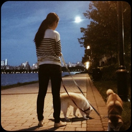 A girl and her Shibas. (at Watermark On The Hudson)