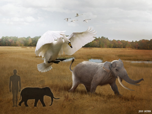 paleoart: The pocket-sized pachyderms of Sicily An angry Sicilian giant swan chases an adult Palaeol