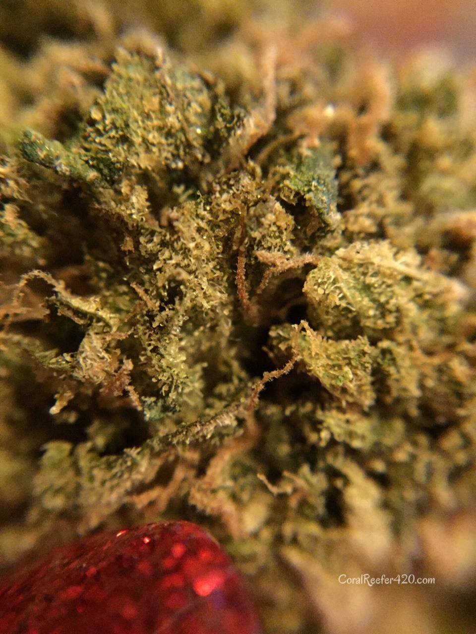 coralreefer420:  Zkittlez.