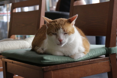 boschintegral: world-of-cats: The Cat Cafe Over all there were six adorable kittens. They had toys, 