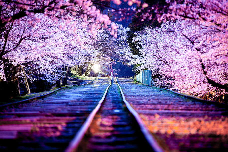 stories-yet-to-be-written:  The Best Pictures Of This Year’s Japanese Cherry Blossoms