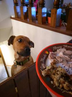 awwww-cute:  He ran upstairs after smelling the Thanksgiving plate we made for him 