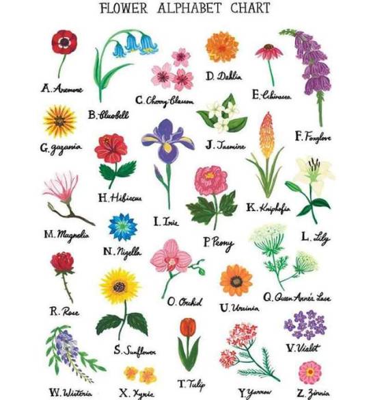 Flower Names Explore Tumblr Posts And Blogs Tumgir