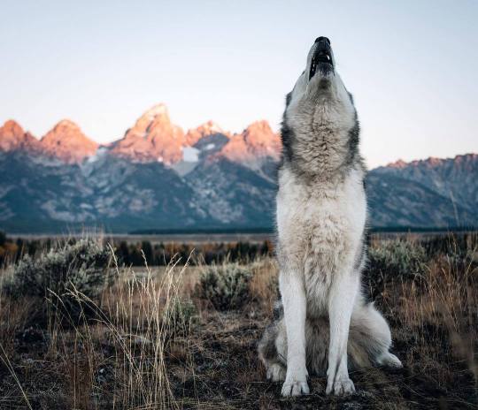 Meet Loki the Wolfdog and his friends.