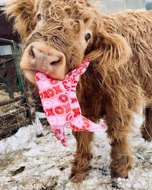 scarfed down some treats for valentines dayheilan coo and scarf via hickoryhearthhighlands