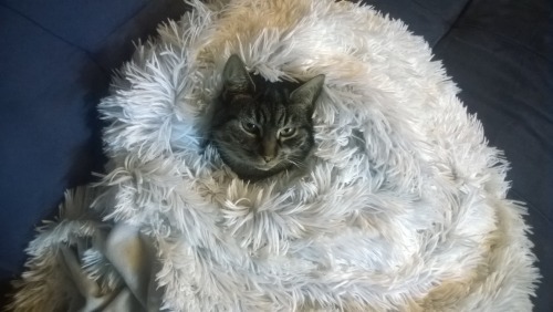 pragmaculture:We bought a new blanket. Frankie the kitten approves. 