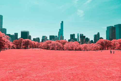 solitaryc: itscolossal: NYC’s Central Park Photographed in Infrared by Paolo Pettigiani Wowww.