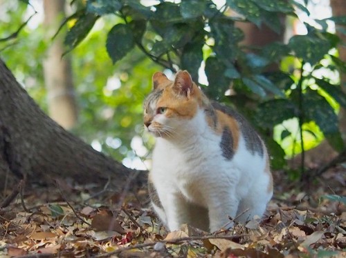 shootsay:森の中で見つけた三毛さん。かなりぽっちゃり。しっかり食べているようです。I met a fat calico cat in the woods. She seems to be ea