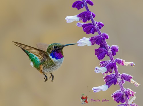 birds-and-flowers: Chilean Woodstar (Eulidia yarrellii)© Dustin Chen
