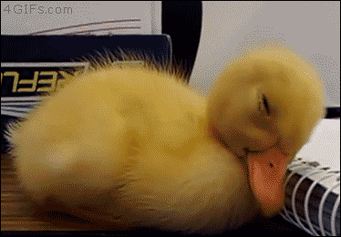 Interrumpo la melancolía de su tumblr para mostrarle este tierno patito dormilón.