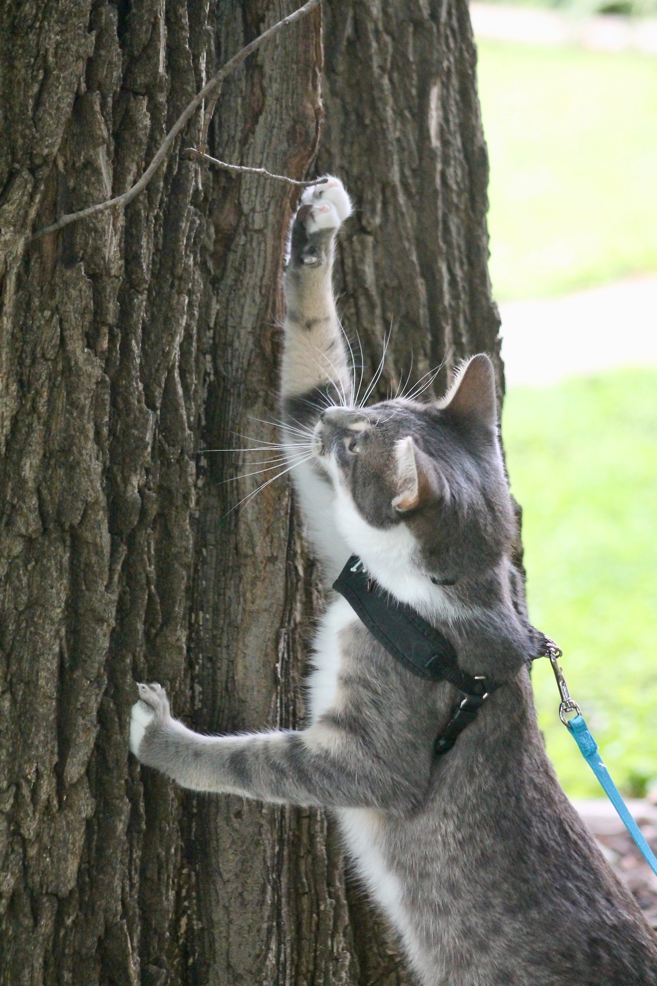 vet-and-wild:  Following my lengthy text post about why outdoor cats are bad, here’s