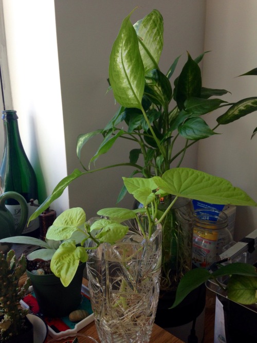 A tour of my desk plants