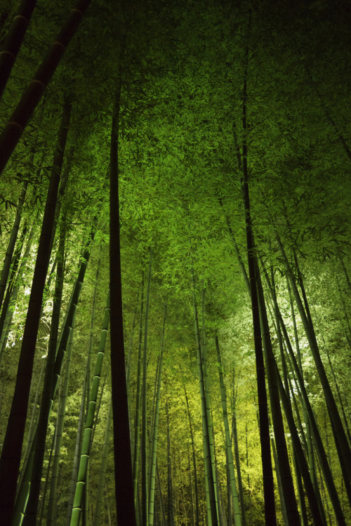 mistymorningme: Night bamboo 2 © makiko_11