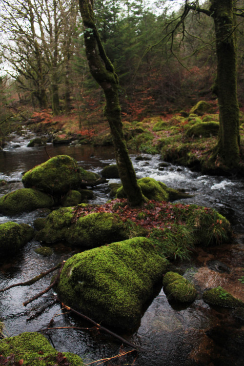 graymanphotography: mossy stones and river walks…