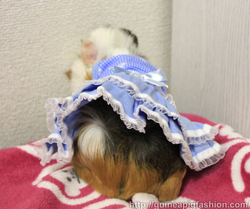 Back view of a model guinea pig wearing a Guinea Pig Dress.