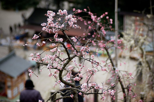 dreams-of-japan:大縣神社 梅まつり #2 by precat