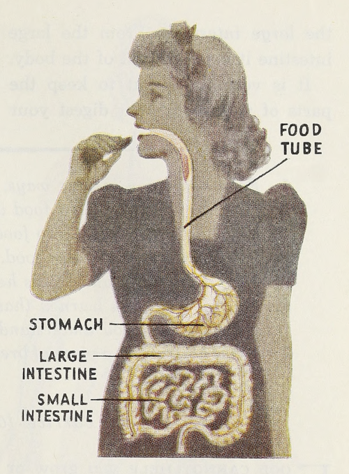 nemfrog: The digestive system. Discovering our world, science for the middle grades. v.1.  1940.