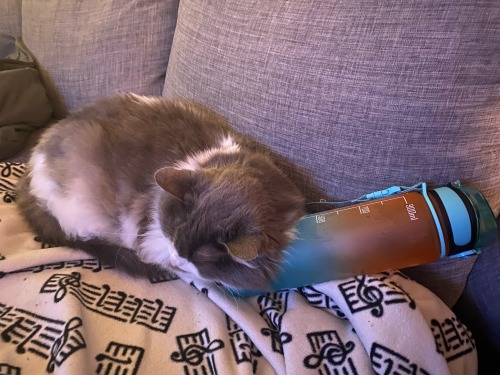 My Chosen Familys Kitty Cat Is In Urgent Need Of Support For Vet Bills - Any Support Anyone On This App