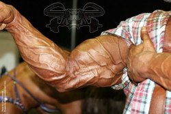 Musculos, Roids y Osos