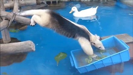 sizvideos:Anteater struggles to steal food from ducks (video)