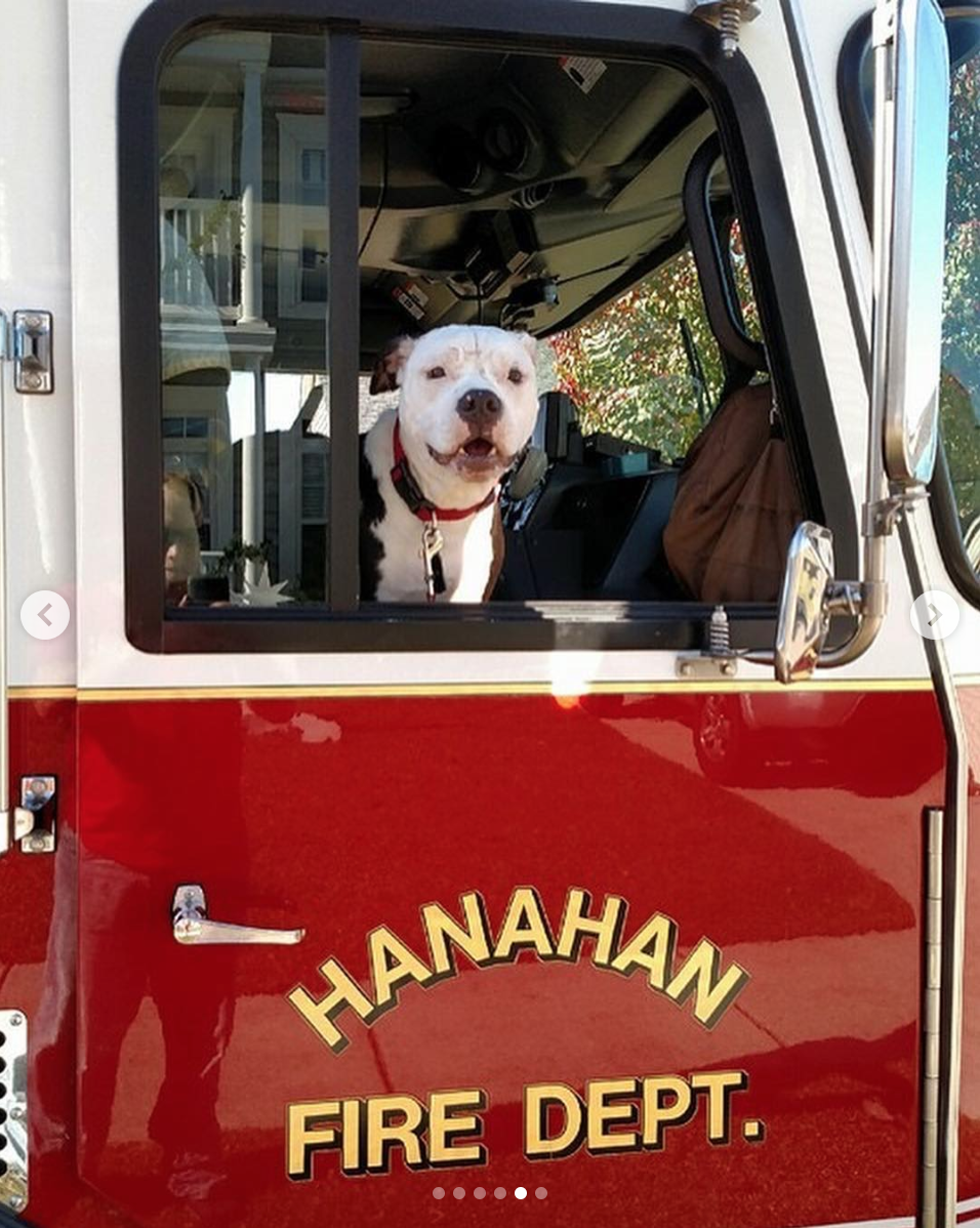 animalrates: This little guy is called Jake. Rescued from a burning shed at just