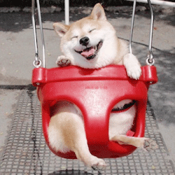 Featured image of post Tumblr Aesthetic Shiba Inu Aesthetic The list is by no means complete so if you cannot find a particular aesthetic on this list feel free to write a short article and add it here