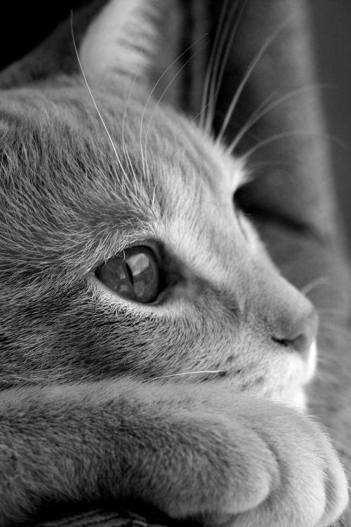jawiwiparalandia:  derrame de moneria„,animalista y con mucho orgullo