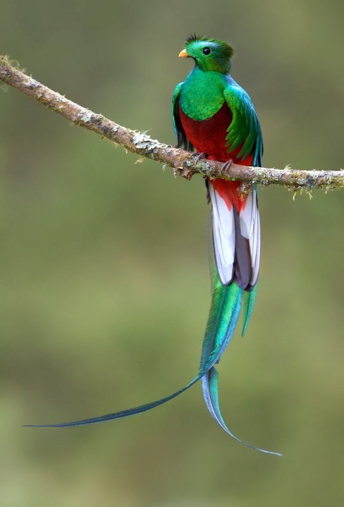 badass-bharat-deafmuslim-artista:whencookiesscream:I decided the other week that the Quetzal is 