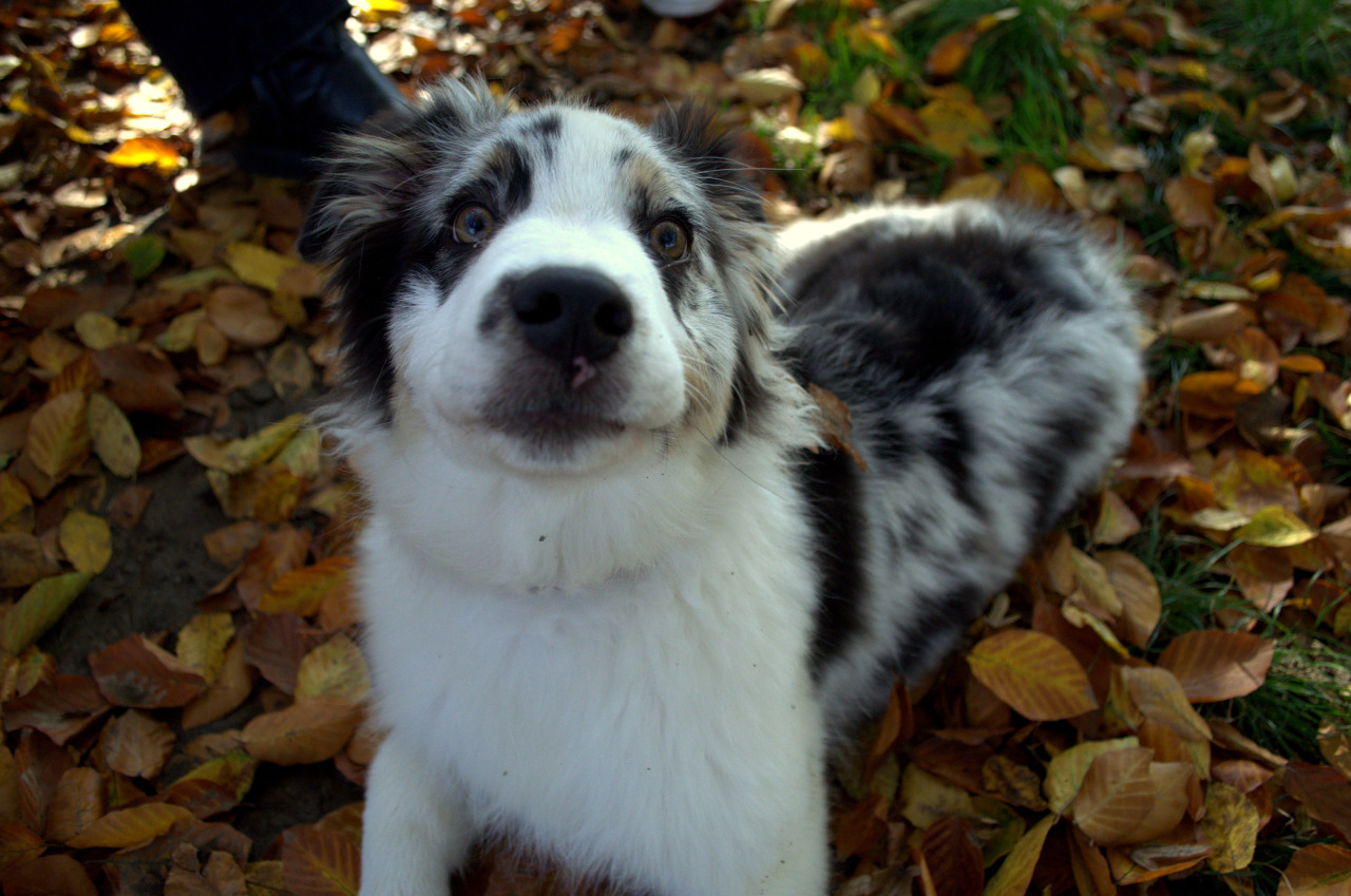allthingssoulful:  Since I came home for the weekend, I took Greta out in the park