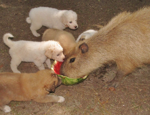 ami-angelwings: daveexmachina: melonparty dot com The Fellowship of the Rind Rocky Ridge Refuge