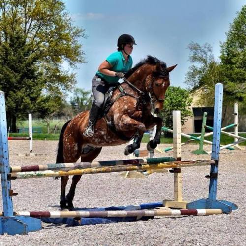 all-the-horses: Magic Replica Mystic Replica x June Thoroughbred Cross, Gelding 16.2hh Born 2005