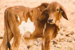 mapsontheweb:  A calf born in Western Australia has a map of  Australia on its hide.