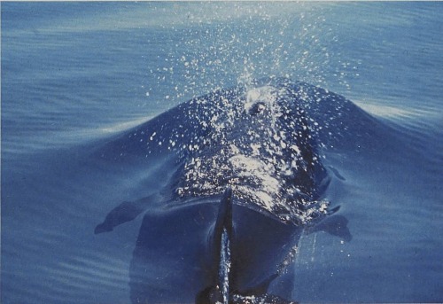 equatorjournal:Roger Steene, Pilot whale, 1982. From"The Great Barrier Reef", 1984.https:/