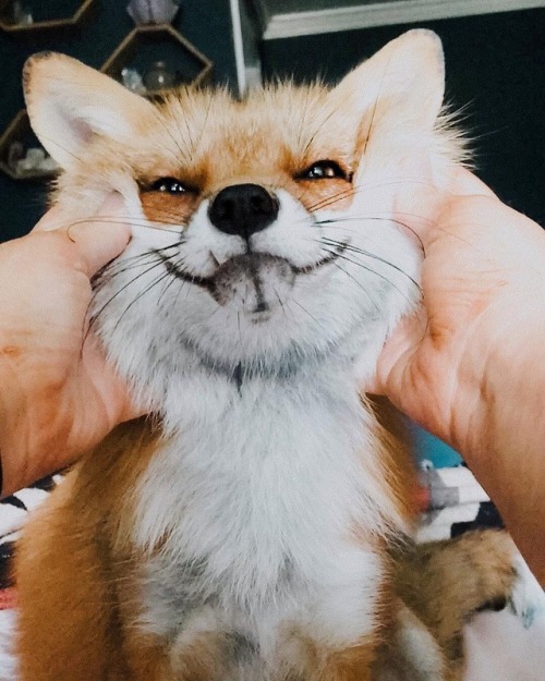 “Smile for the camera!!”Juniper the Fox