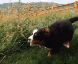 Bernese Mountain Dog And Her Pups 🐾🌾
