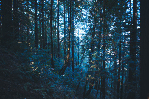leahberman:blue forestSanta Cruz, Californiainstagram