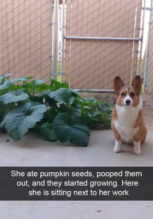 fairytaleslayer: pr1nceshawn: Life With Dogs. @chuckleshan