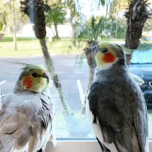 Babybird’s morning tunes and Dodo’s Santa impression #bird #birds #cockatiel #cockatiels #pet #pets