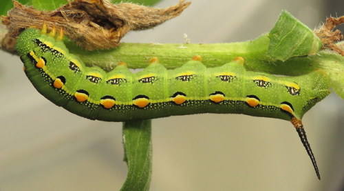 coolbugs:Bug of the DayI am rearing a White-lined Sphinx caterpillar (Hyles lineata) I rescued off a