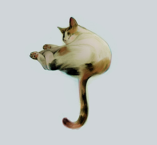 andreavasquezart: cats