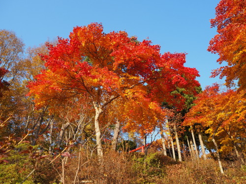 神社の紅葉。(2021/11/01)