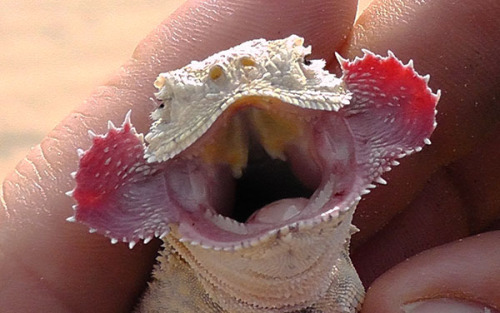 mychestpainwantsacigarette:Toad Headed Agama. What a fascinating little creature.