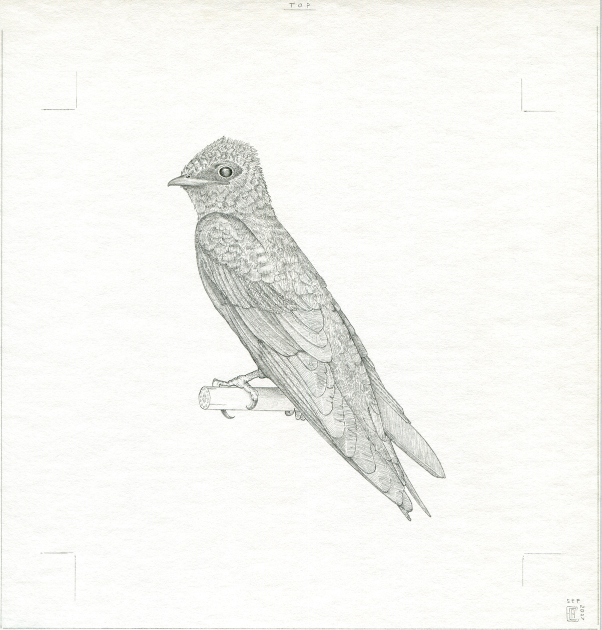 Eric Chase Anderson — Props - A Series: Wildlife Suitcase Drawings