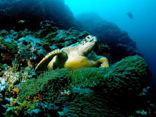 Green Sea Turtle, Galapagos [x]