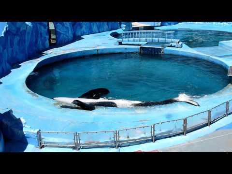 tokitaee:adviceforvegans:Attention everyone who watched Blackfish and was horrified by the cruelty!I