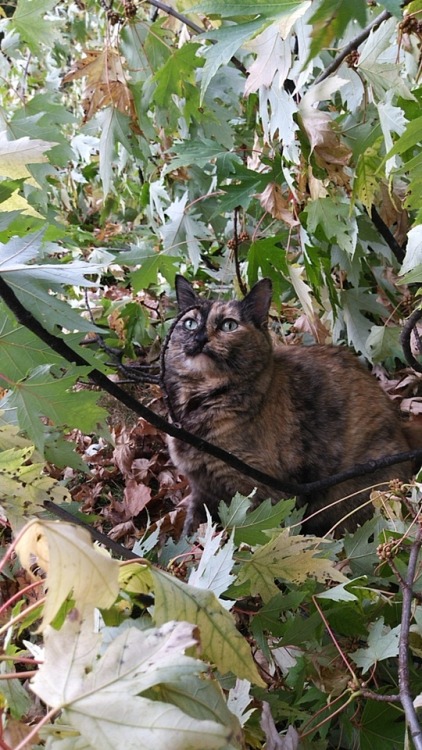 unflatteringcatselfies - Her name is Celeste (Cece)