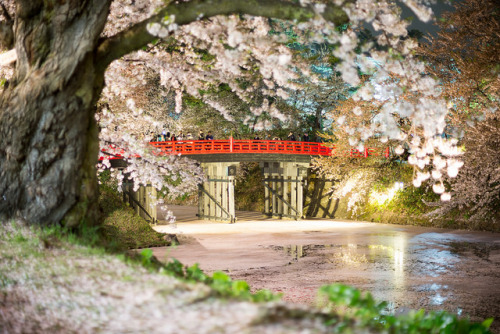 ochabang: 弘前公園の桜 by GenJapan1986 on Flickr.