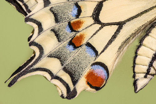 Details by Simone Chierici_Boyetto on Flickr.Papilion machaon