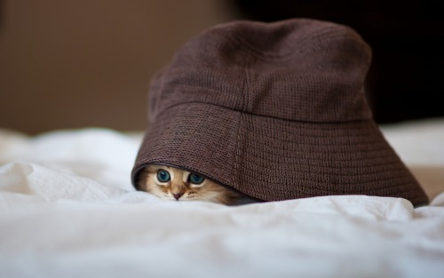 awwww-cute:  I’m just here so i don’t get find